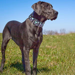 Wide one point five inch thick nylon dog collar with skull design
