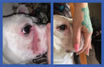 Two ounce tube of Squishface tear stain remover for dogs