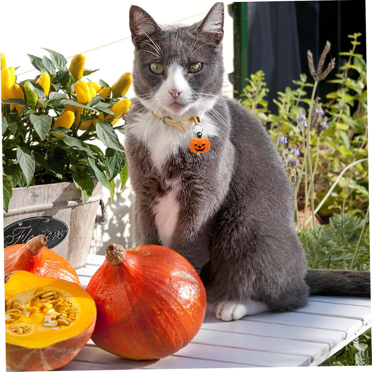 Balacoo copper pumpkin bells for dogs and cats
