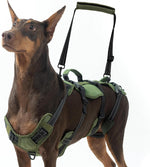 Bingpet dog lift harness front view on a large dog