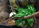 Woyrise Monstera Adansonii faux plant bendable leaves