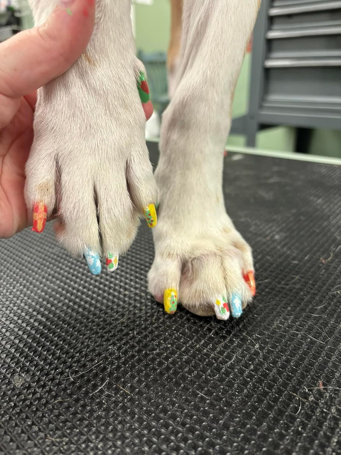 Crazy Liberty Pet Nail Wraps applied on pet claws showing multicolor rainbow patterns