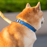 Hyhug small dog collar adjusted for fitting demonstration