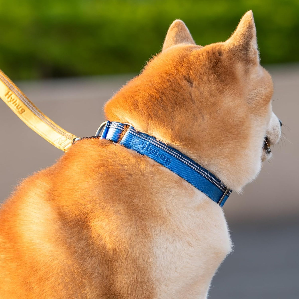 Hyhug small dog collar adjusted for fitting demonstration