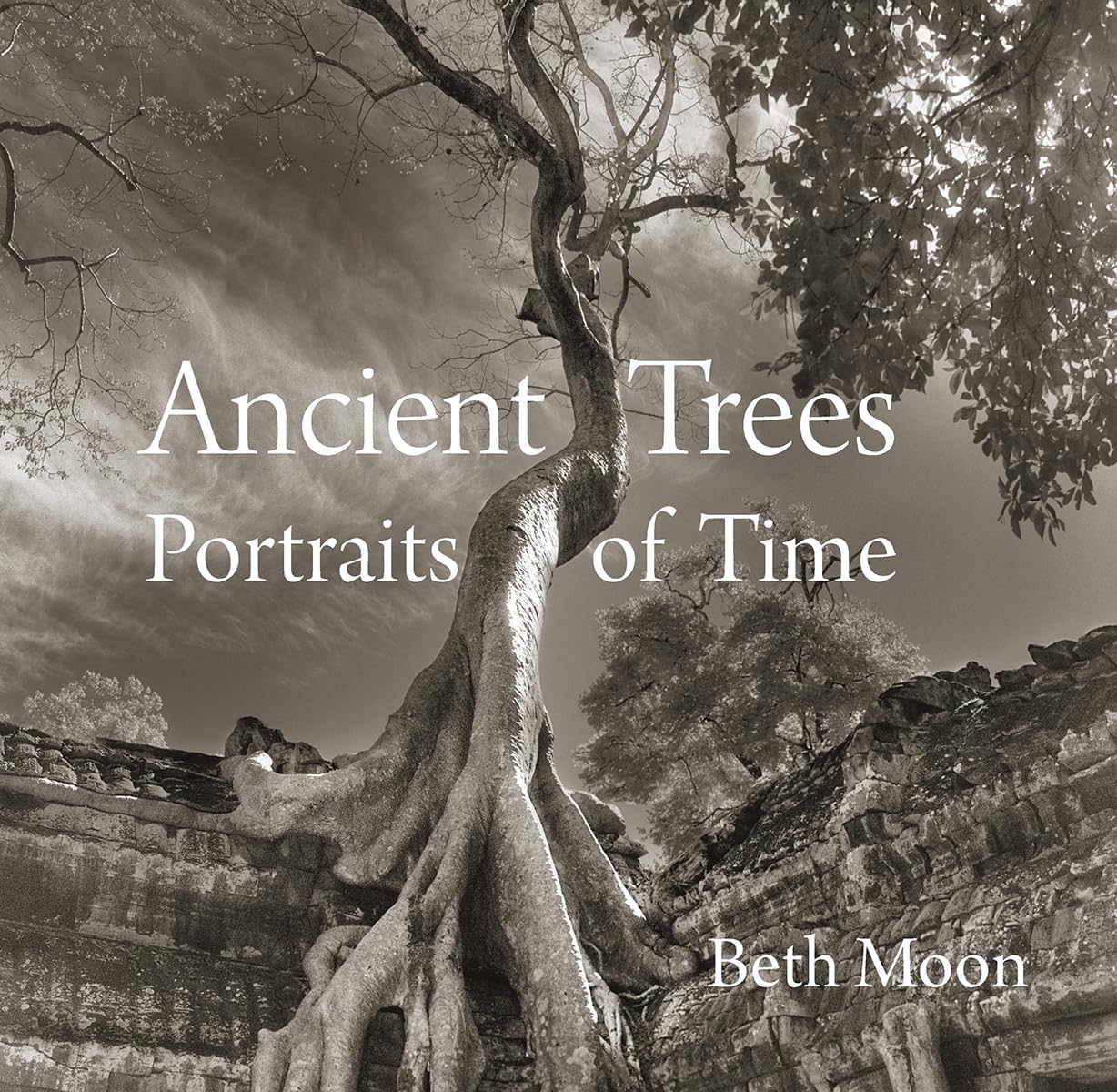 Ancient Trees: Portraits of Time - Image 1