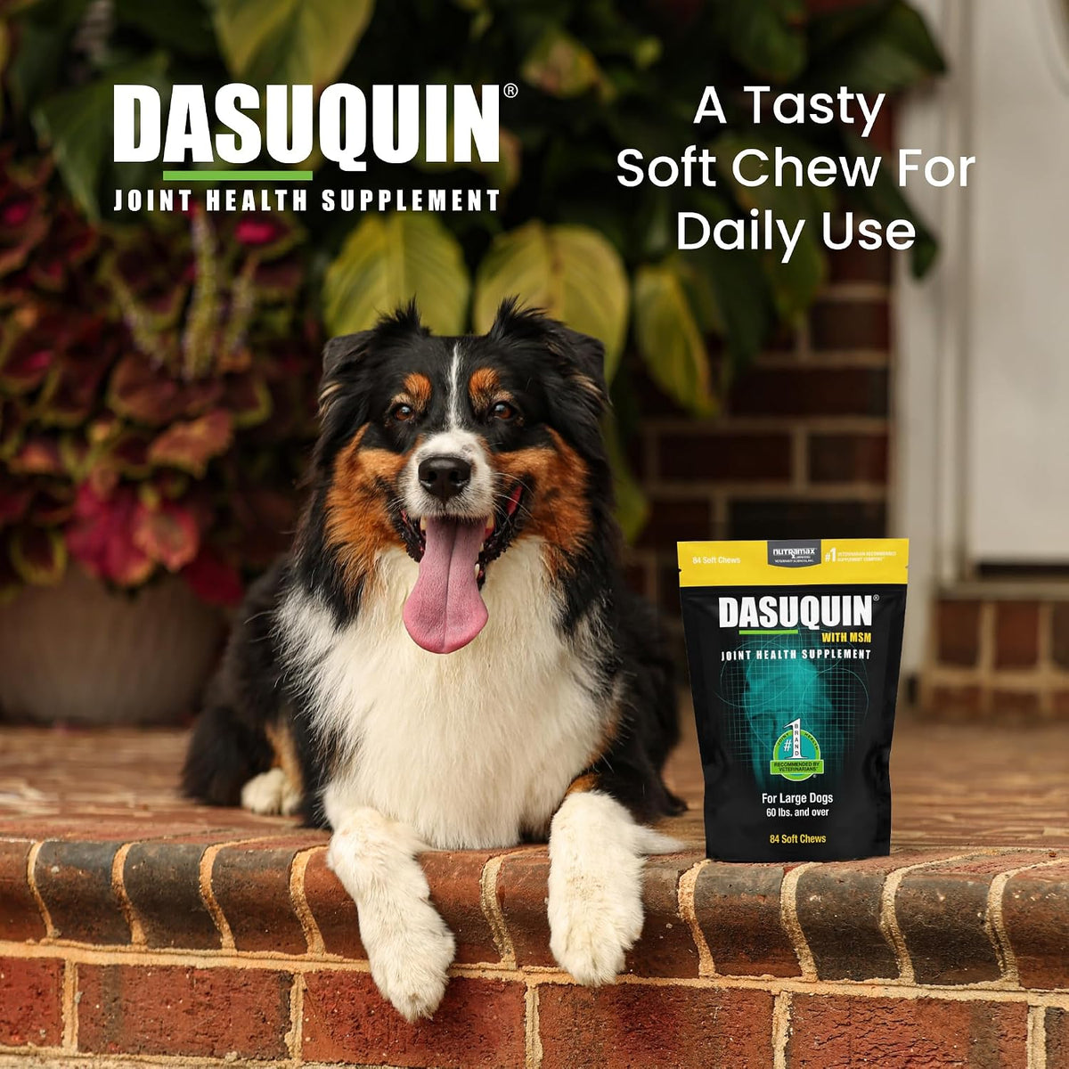 Nutramax Dasuquin with MSM supplement facts and ingredient label close up