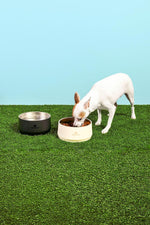 Authentic imported American pet gear for modern Indian pet parents.