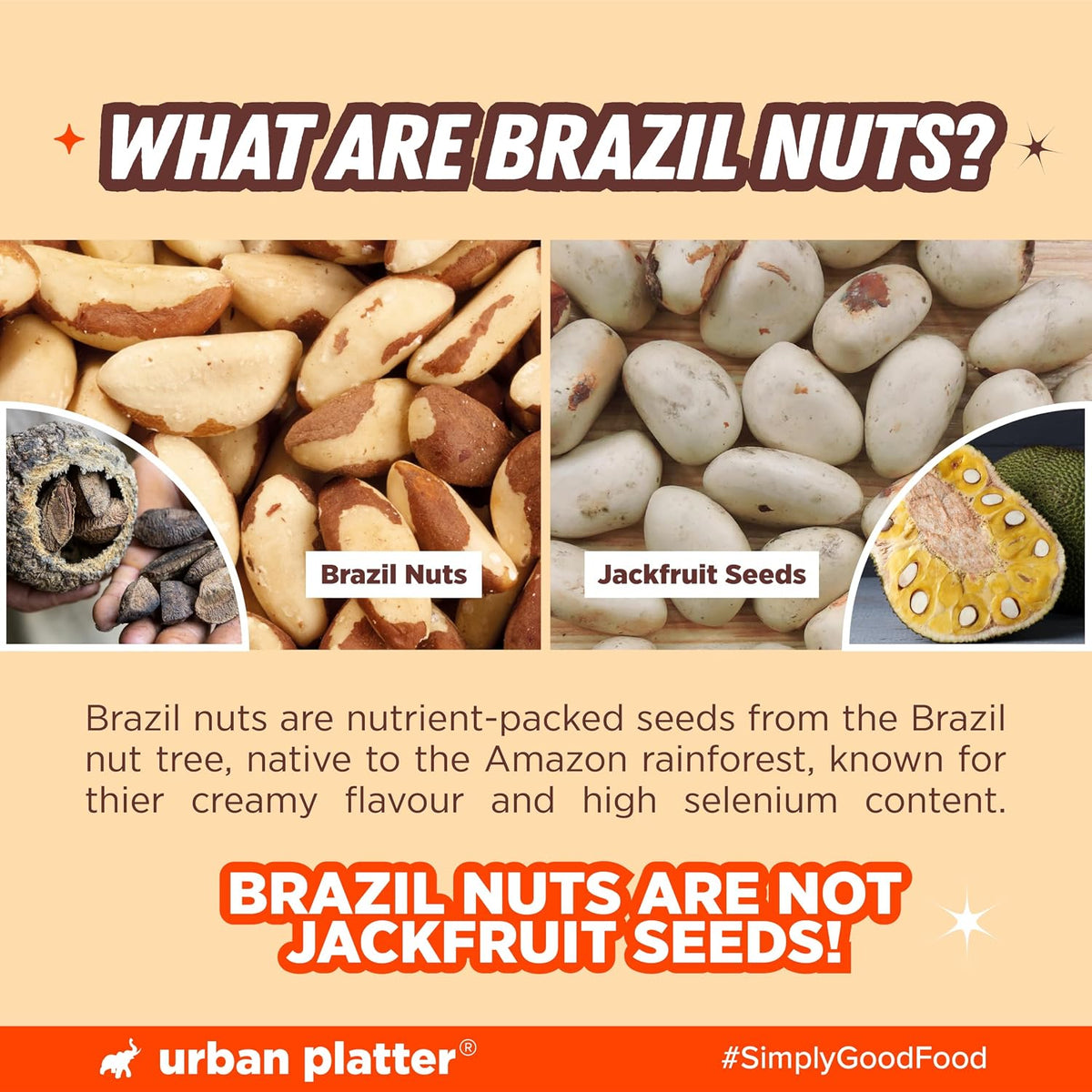 Exotic Amazon Rainforest Brazil nuts texture