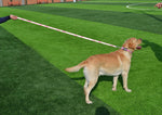 Mihqy dog collar and leash set laid flat to show full length