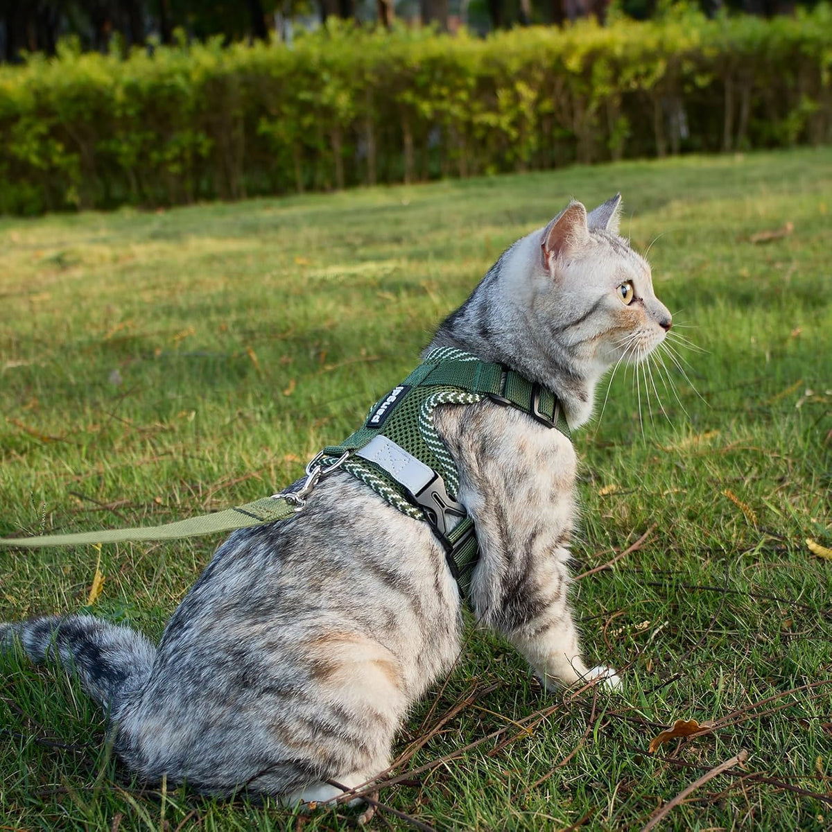 Pangdi extra large kitten harness dark green color side view