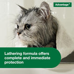 Non prescription flea killing shampoo bottle for grooming adult cats