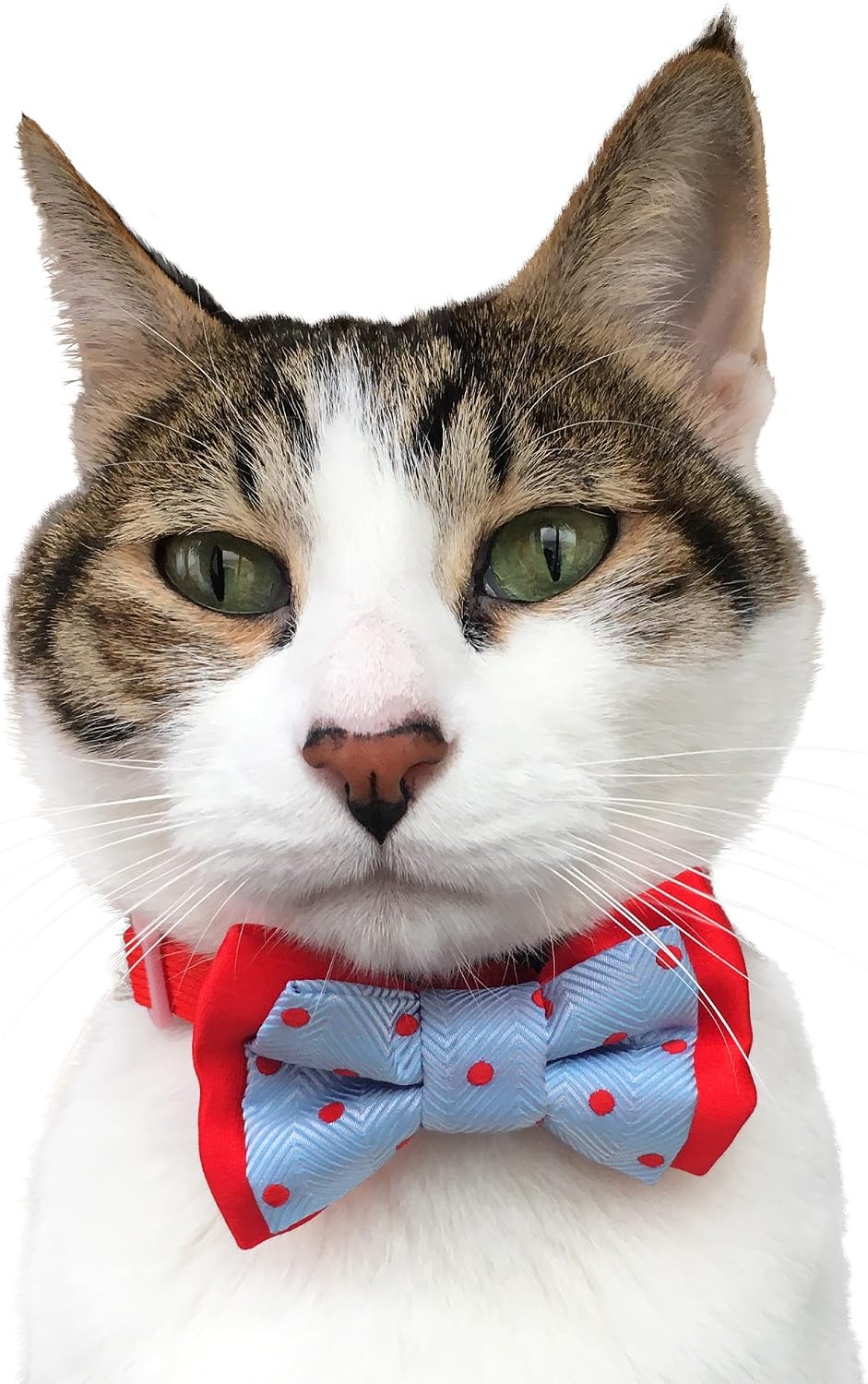 Blueberry Pet elastic band back attachment on dog bow tie detailed view