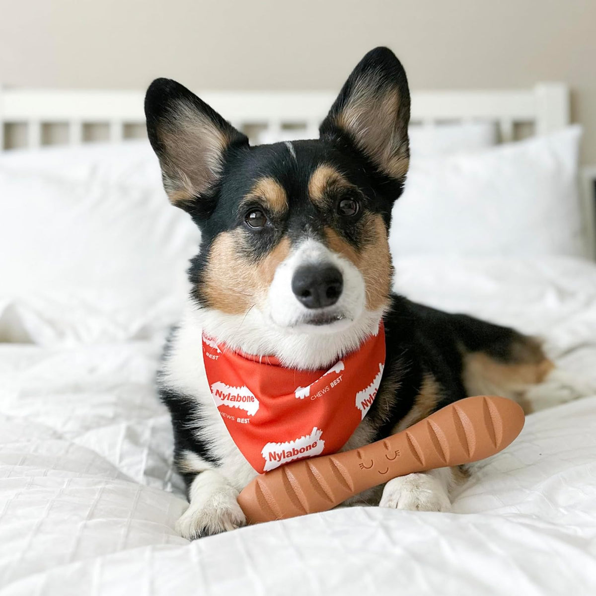 Nylabone dog toy showing textured treat pocket