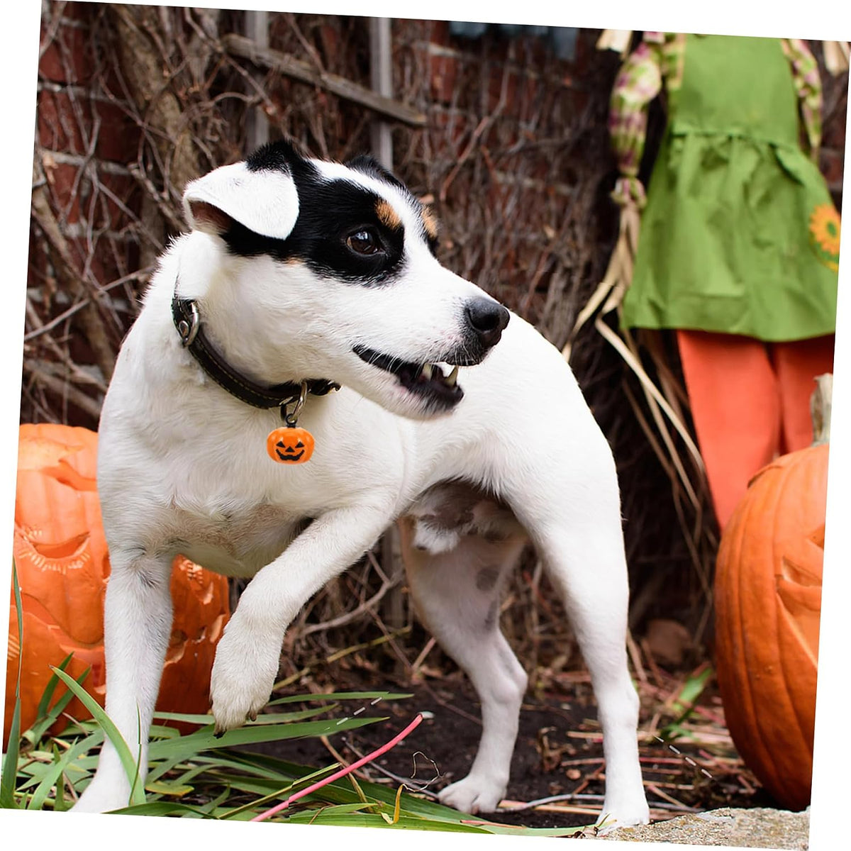 Balacoo Pumpkin Shape Pet Bells 5 Pack Safety Quick Release Buckle Pet Decor Halloween Decor - Image 9