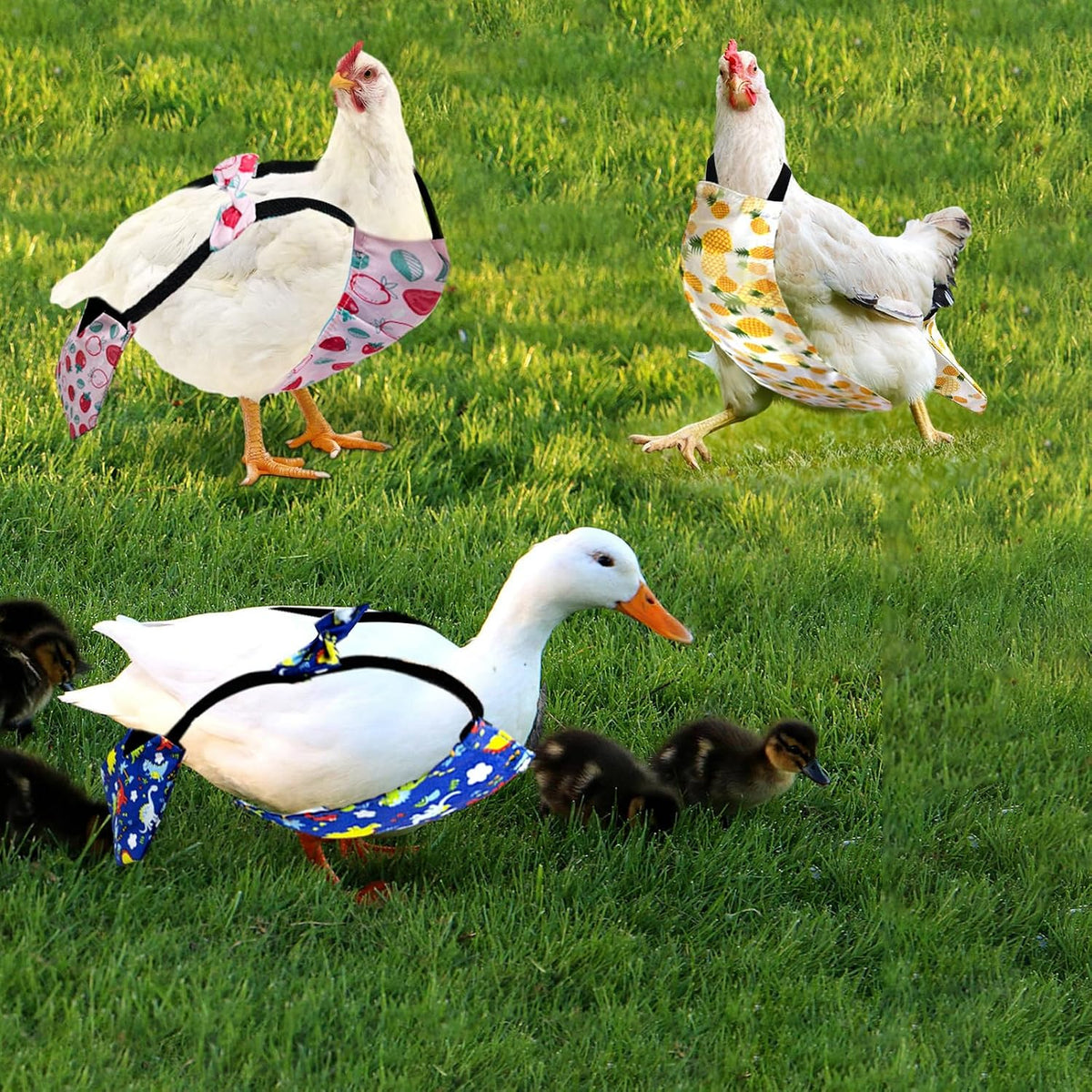 Adjustable pet poultry diaper back view illustrating comfortable wing fitting