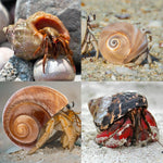 Top view of unpainted QICQDRAM hermit crab shell collection