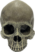 Multipet Komodo reptile skull hideout side angle
