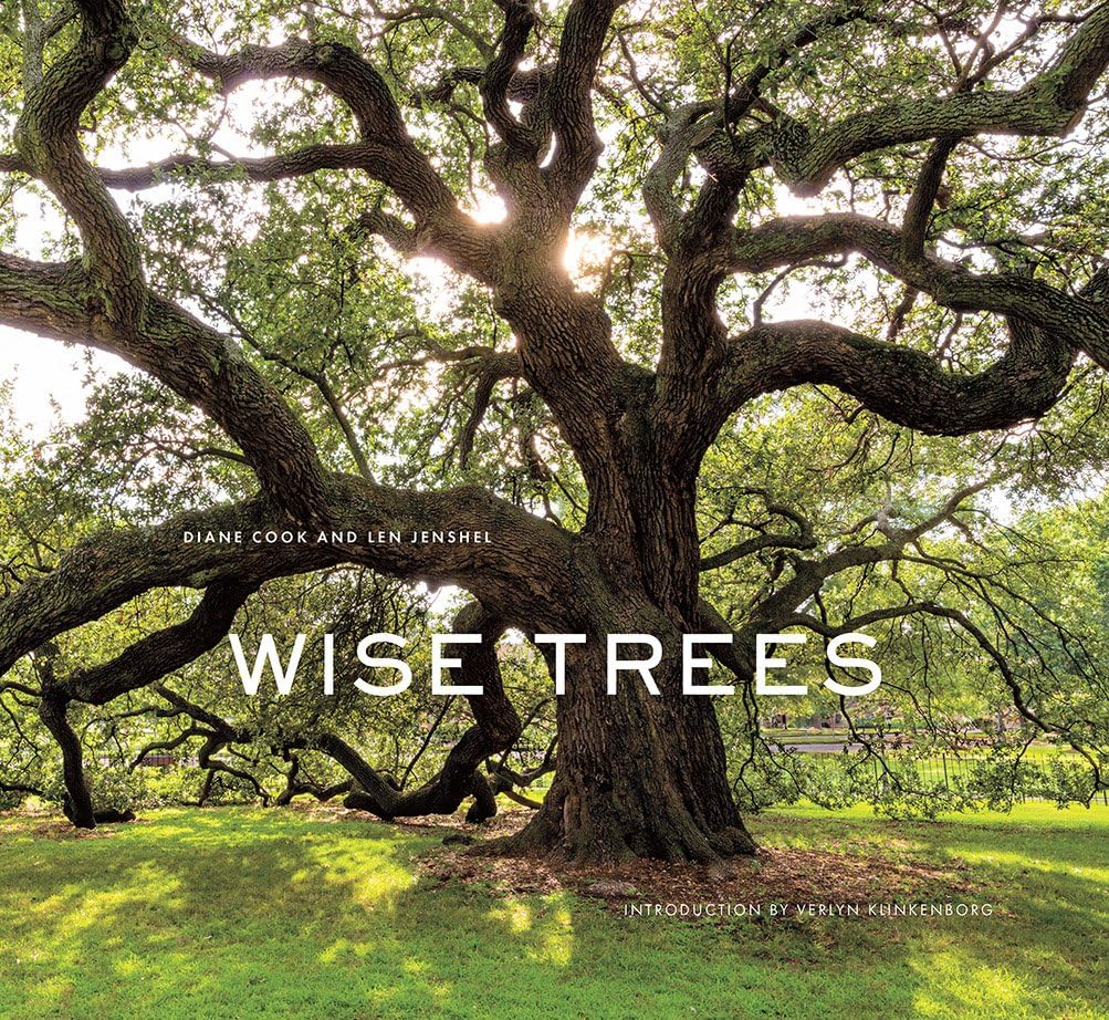 Wise Trees - Image 1