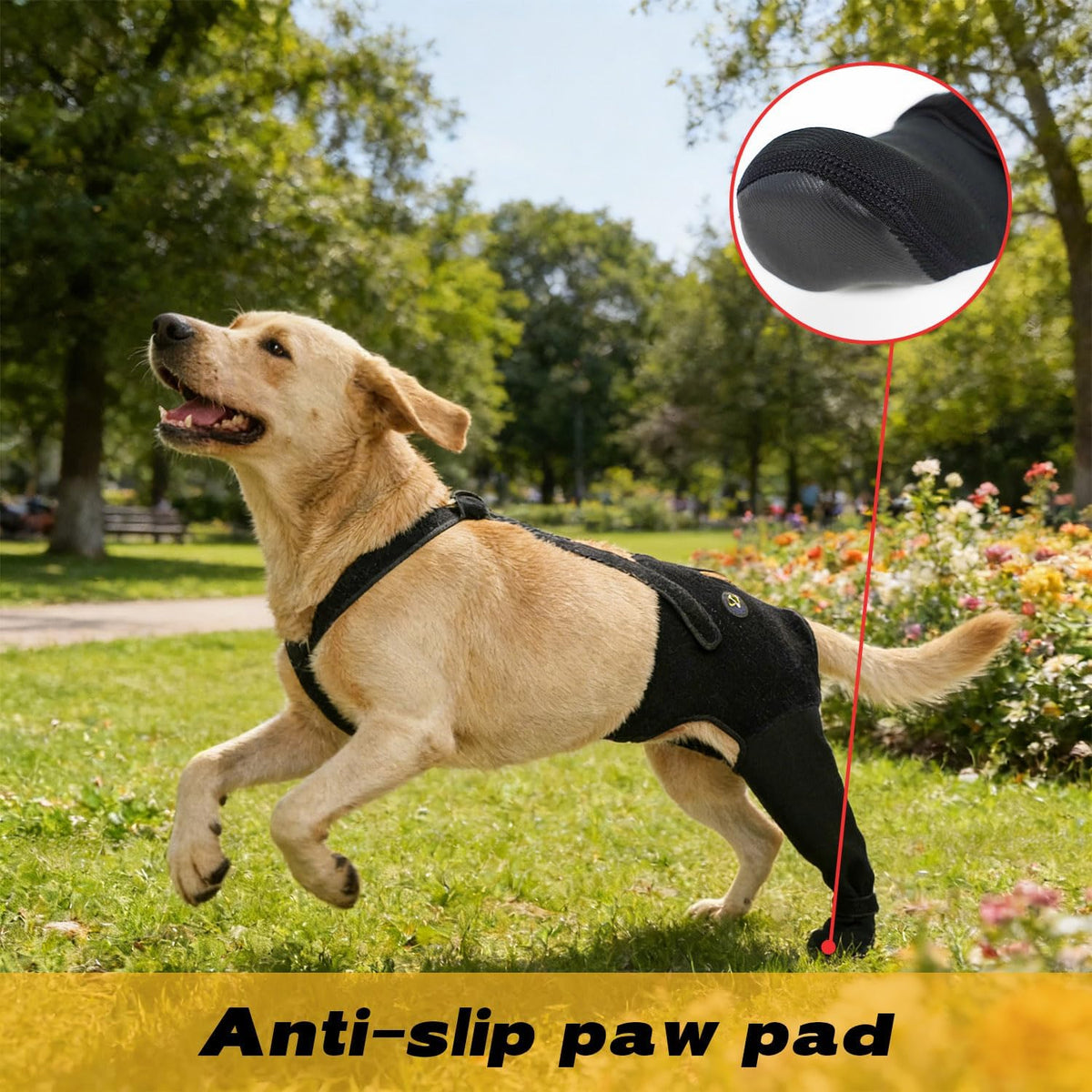 Dog wearing Coodeo hind leg sleeve for wound healing