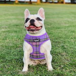 PUPTECK small pet harness and matching leash combo