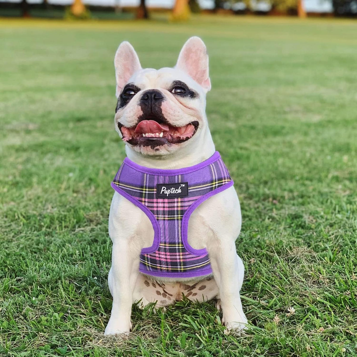 PUPTECK small pet harness and matching leash combo