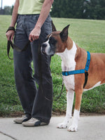 PetSafe Ocean Blue no-pull harness side profile