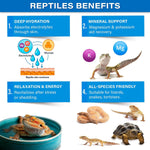 Bearded dragon enjoying a reptile electrolyte soak