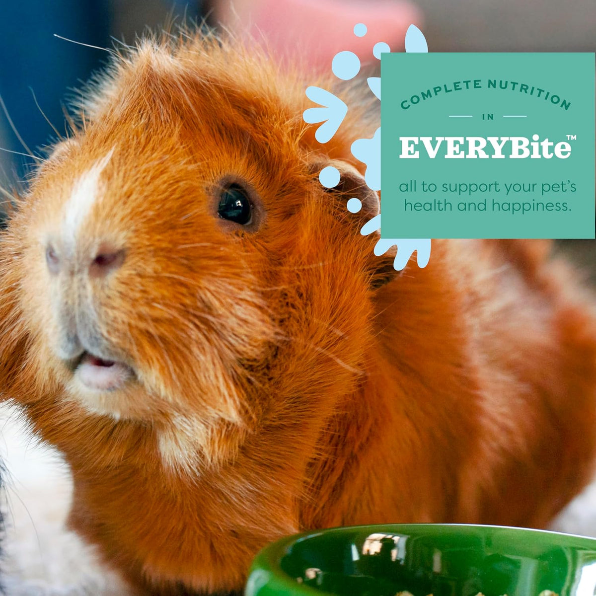 High fiber organic pellets for adult guinea pigs inside bowl