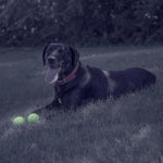 Chew King natural rubber dog ball glowing in dark