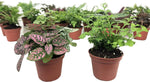 Optiflora Mini Terrarium Plants set in 2 inch pots front view.