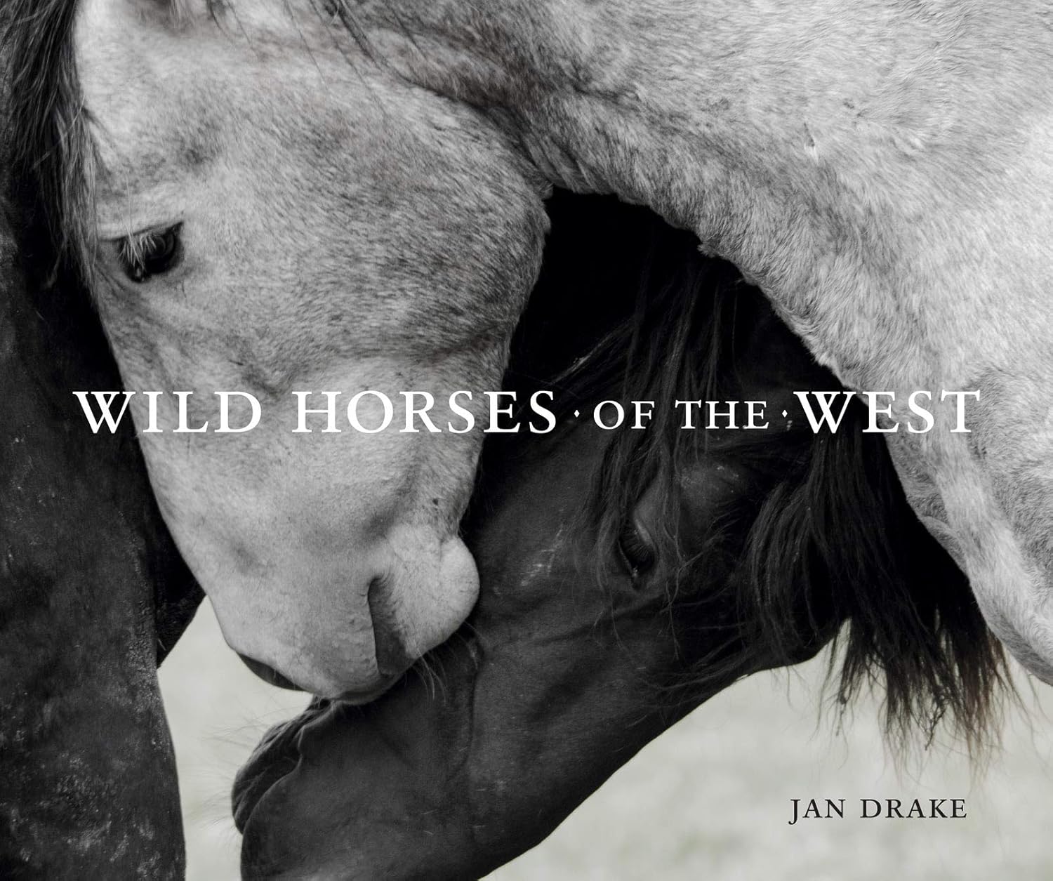 Wild Horses of the West (Wild in the West) - Image 1
