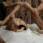 Niteangel 2 pack coconut caves for lizard and gecko habitat