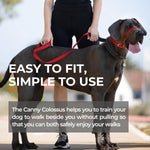 Canny Colossus adjustable dog training head collar on giant breed