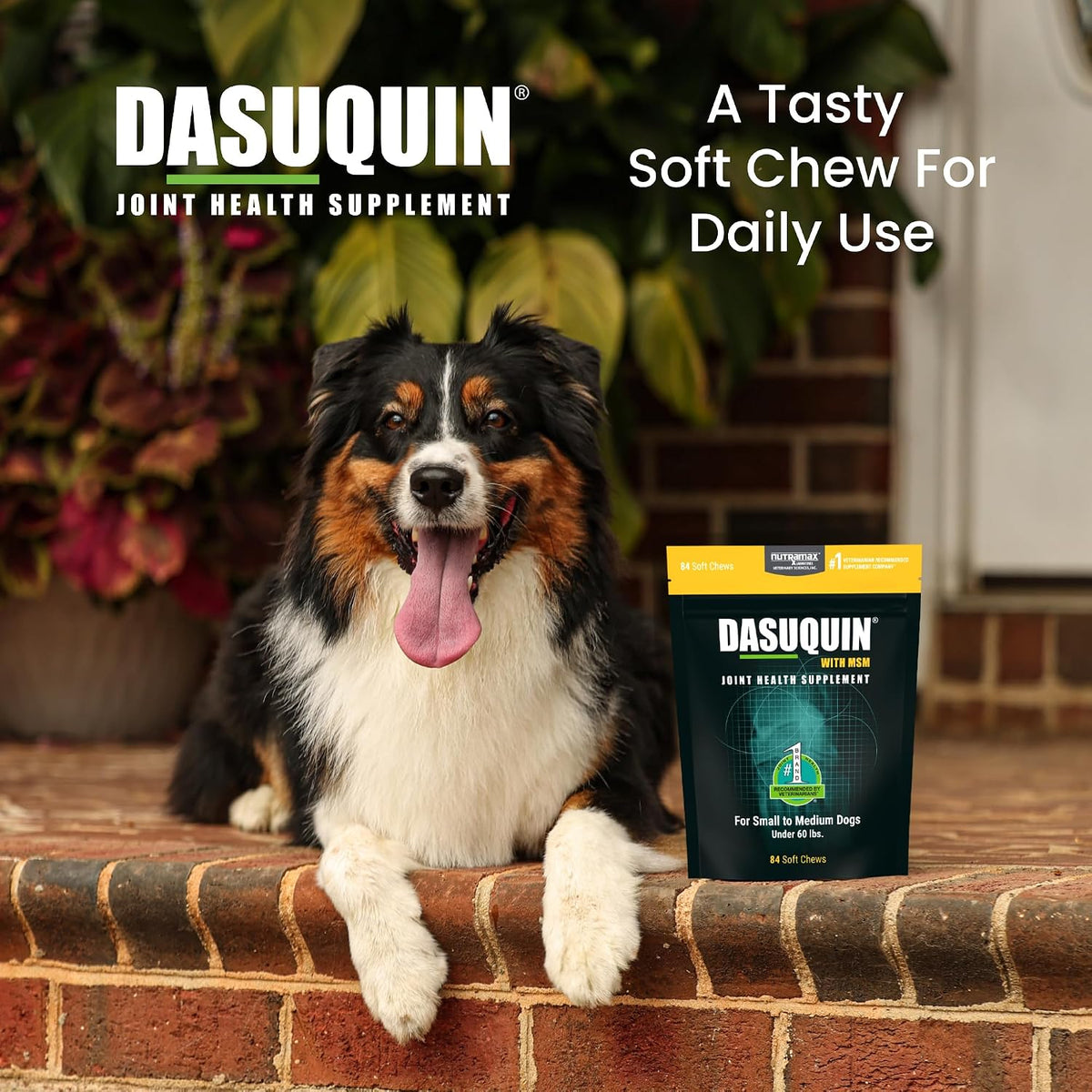 Nutramax Dasuquin eighty four count soft chews ingredients and administration guide