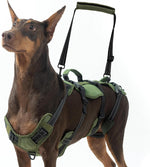 Large dog wearing Bingpet body support for injury recovery