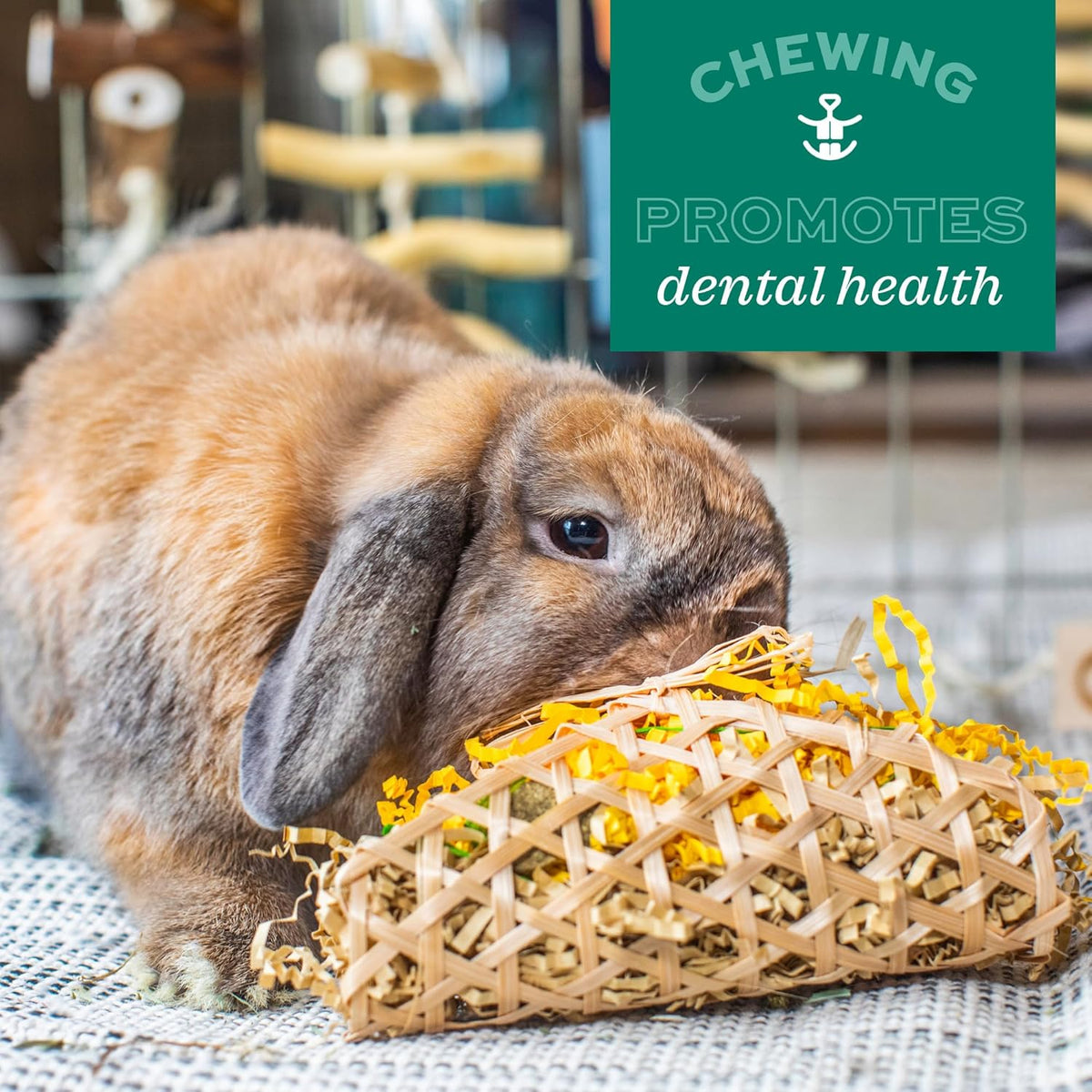 Oxbow authentic Timothy popsicle snack toy for natural rodent chewing behaviors