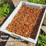 Organic live superworms in a well ventilated storage container with wheat bran bedding