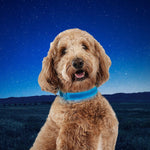 Demonstration of the USB charging port on the NiteIze pet collar
