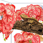 Quozuo non-toxic silk reptile plants for snake enclosure