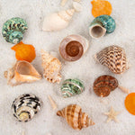 Side view of QICQDRAM boutique growth shells for aquariums