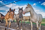 Country Vet equine repellent canister showing detailed warnings and ingredients registration