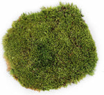 Galapagos reptile bedding moss in habitat setup