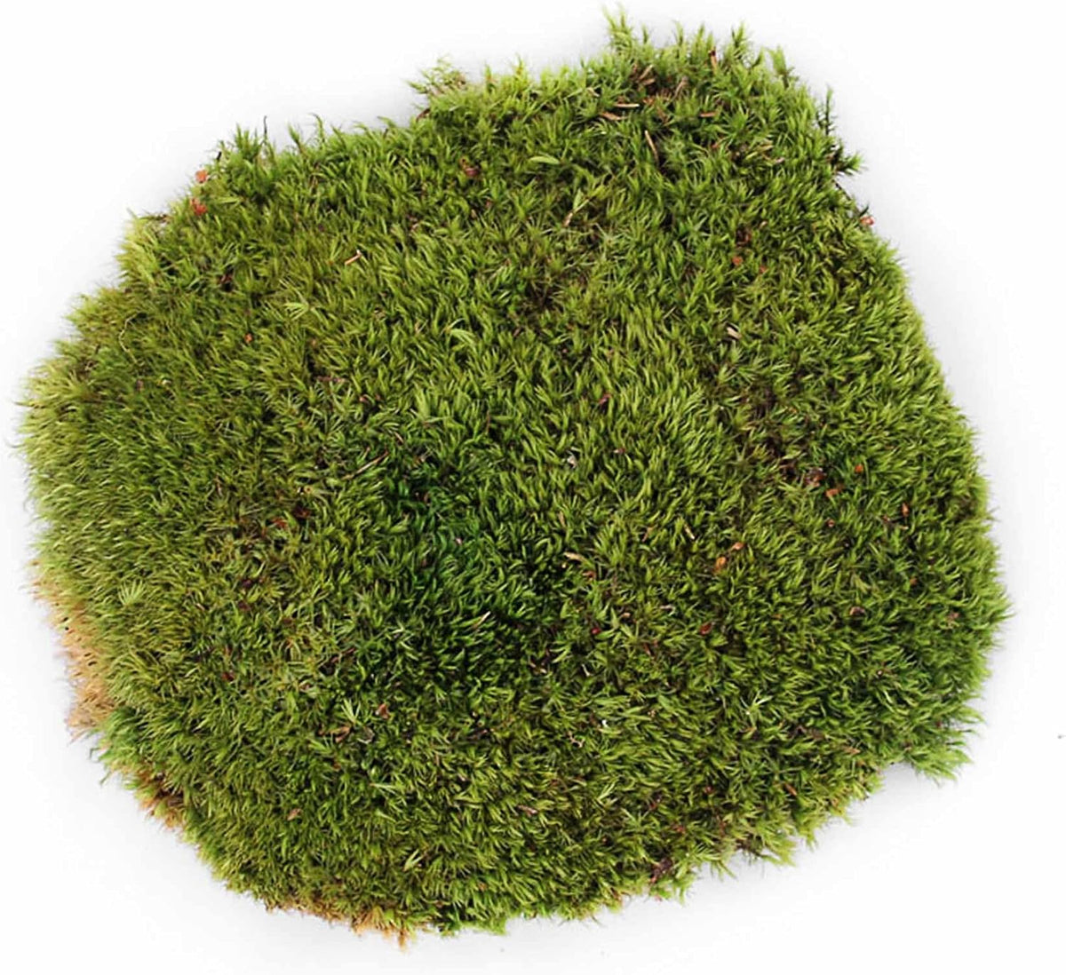 Galapagos reptile bedding moss in habitat setup