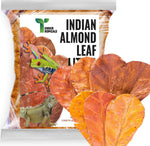 Tender Tropicals Indian Almond Catappa Leaves 100 piece pack front view