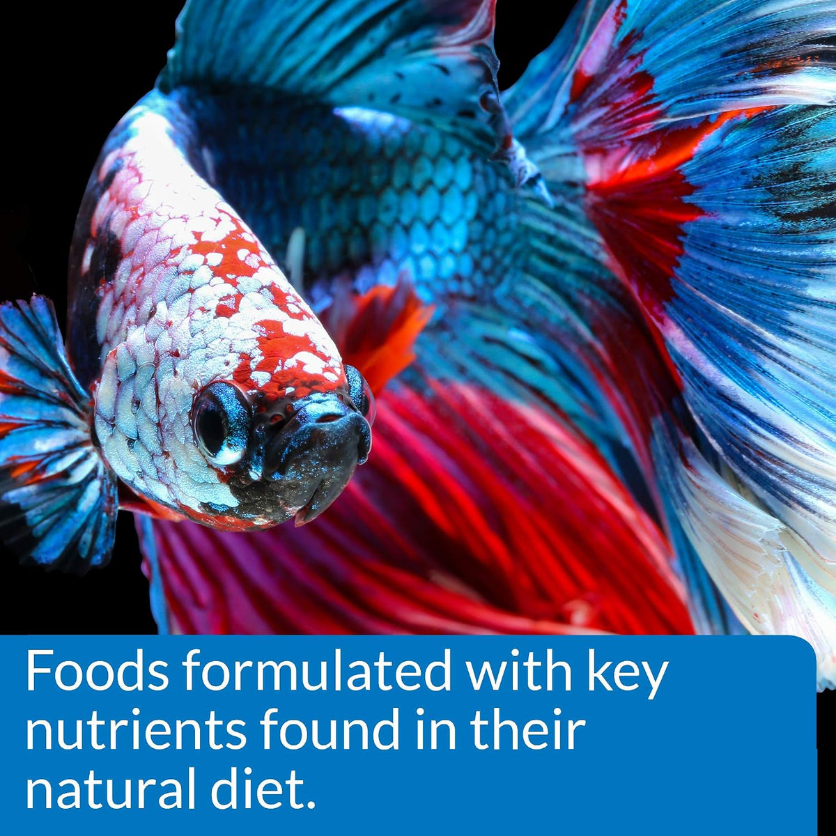 API Betta Food packaging label details for aquarium hobbyists