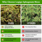 Close up view of porous loose fibers of Legigo sphagnum moss