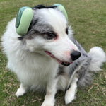 Side profile of Deryep Dog Earmuffs on medium dog
