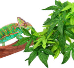 Reptile tank interior decoration using Katumo plants