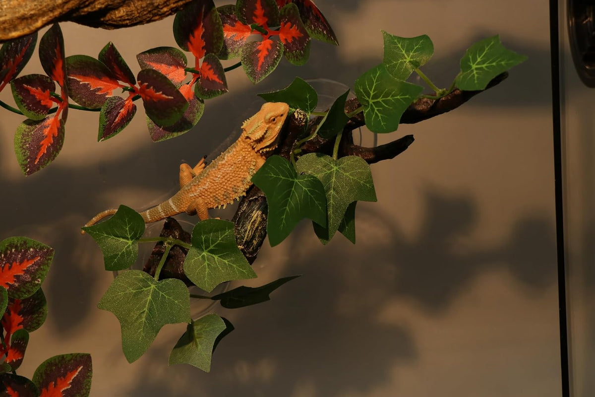 High angle shot of Aqua KT reptile habitat accessory
