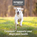 Premium imported dog hip and joint care chews for adult and senior dogs